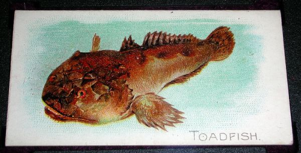 44 Toadfish